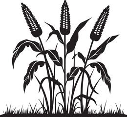 Black Silhouette growing corn with leaves vegetable harvest black and white vector shape 