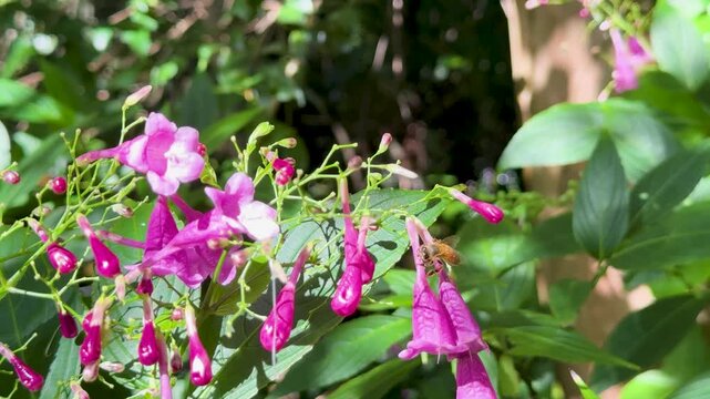 Bee Pollinates Strobilanthes cusia Flowers in Sunlit Garden