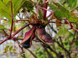 Paeonia ludlowii seed pods - Edinburgh, Scotland, United Kingdom