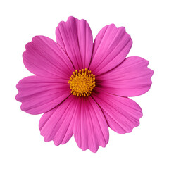 PNG Vibrant pink flower blossom