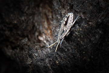Gum Tree Shield Bug found in Changing Mountain Bushland in Kholo, Queensland.