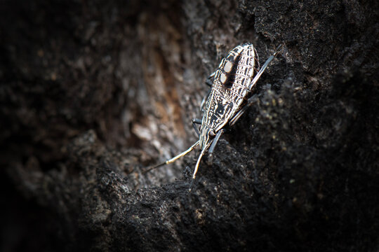Gum Tree Shield Bug found in Changing Mountain Bushland in Kholo, Queensland.