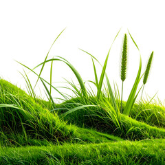 Lush green grass with long blades and seed heads against a black background