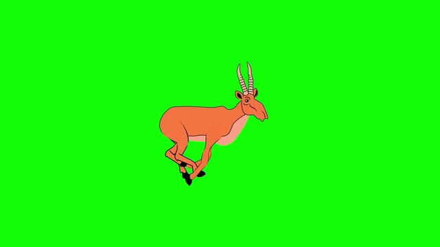 Saiga antilope  running loop animation in green screen