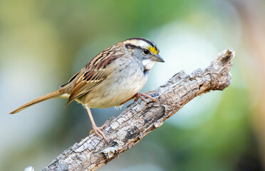 White-throated Sparrow on a branch in a garden