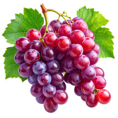Fototapeta premium A bunch of ripe, red-purple grapes with green leaves, isolated against a black background