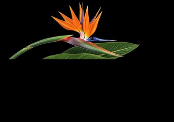 Vibrant Bird of Paradise Flower on Black Background.