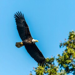 Majestic Bald Eagle Soaring in a Clear Blue Sky