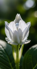 Elegant White Flower Bud in Natural Light.