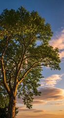 Obraz premium Tree Silhouette Against a Vibrant Sunset Sky.