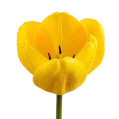 Vivid closeup of a golden yellow tulip in full bloom, water droplets visible, black background