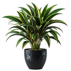 A lush, vibrant houseplant with variegated leaves in a glossy black pot, isolated on black