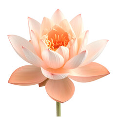 A beautiful, delicate, peach-colored aquatic flower in full bloom against a black background
