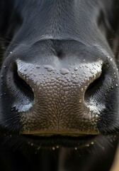 Close-up of a Black Cows Wet Nose.