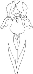 Iris Flower Line Art – Minimal Botanical Illustration of Blooming Iris on White Background