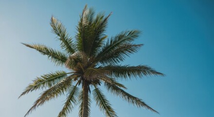 Obraz premium A palm tree's green fronds against a bright blue sky, viewed from a low angle