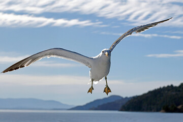 seagull in the sky