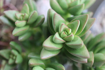 Crassula Benjamin grubosz sukulent © Perovskia