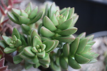 Crassula Benjamin grubosz sukulent © Perovskia