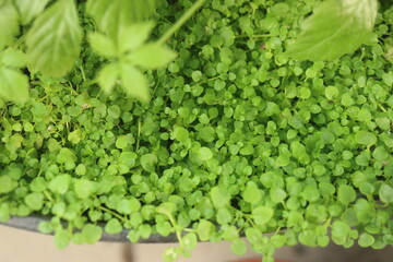 mieta korsykańska © Perovskia