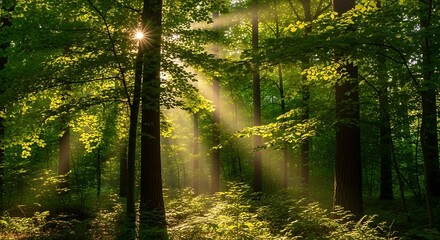 Sunlight Filtering Through a Lush Green Forest Canopy.