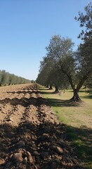 Olive Grove Landscape - Earth, Trees, and Blue Sky.