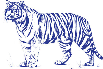Ultra Detailed Dark Pencil Sketch of Full Body Tiger on White Background | Hand Drawn Black and White Wildlife Illustration for Art Prints, Posters, and Tattoo Design Use