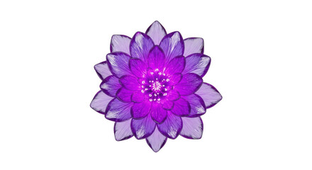Obraz premium Purple lotus flower isolated on transparent background