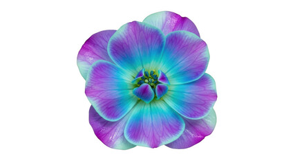 Obraz premium Vibrant purple and blue flower isolated on transparent background