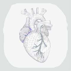 Detailed Wireframe Illustration of a Heart with Highlighted Atrium