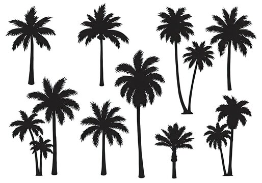 Create a stunning tropical vibe with these palm tree silhouettes for your design projects, ideal for vacation themes, summer promotions, and island getaways