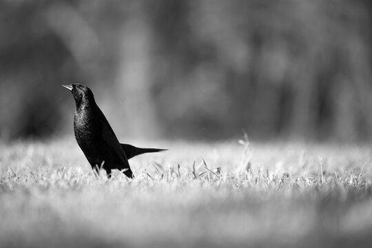 p&aacute;jaro tordo