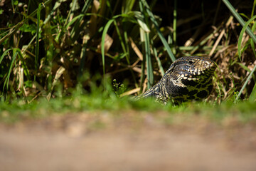lagarto obero