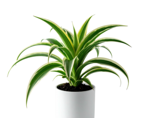 Variegated plant in white pot, sharp leaves, dark soil, against black background