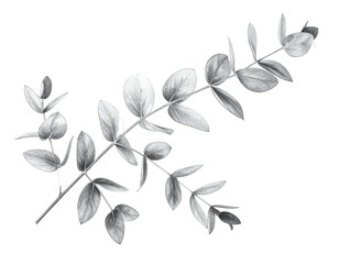 Grayscale illustration of a delicate eucalyptus branch with round leaves and a black background