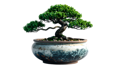 Elegant Bonsai Tree in Rustic Pot on Black Background - Zen Garden Art, Nature & Serenity
