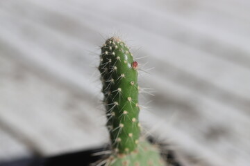 kaktus opuncja zwyczajna vulgaris