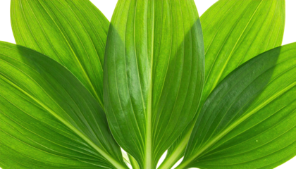 Close-up of vibrant, broad green leaves fanning outwards in a natural arrangement