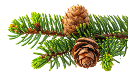 Close-up view of a spruce branch with cones and vibrant green needles