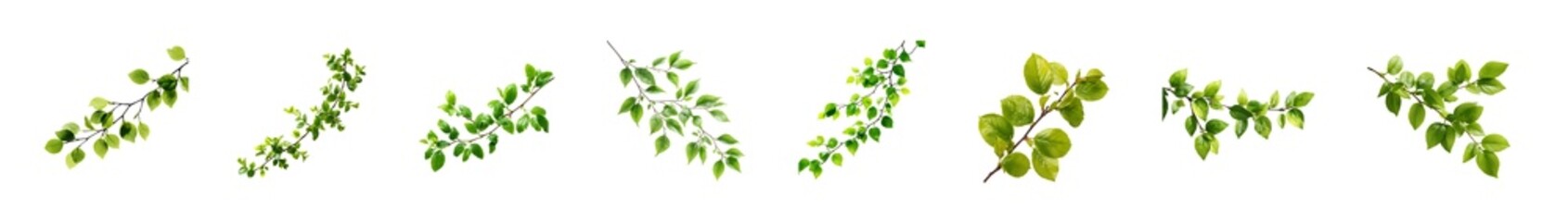 Set of fresh green aromatic herb sprigs on a clean white background.