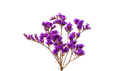 A vibrant cluster of small, purple flowers with brown stems against a black backdrop
