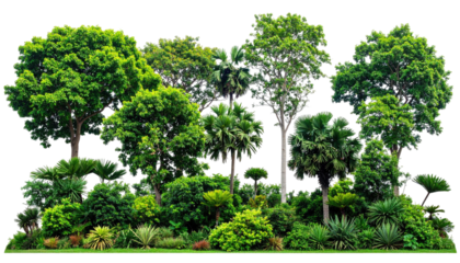 Lush, diverse green foliage. Tropical and temperate plants form a vibrant botanical scene