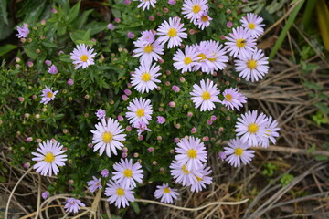 Soft purple and pink blooms September, Asters, New York aster, Symphyotrichum novi-belgii. Flowers background, many identical ones, grows on a bush with small green leaves in an outdoor garden.