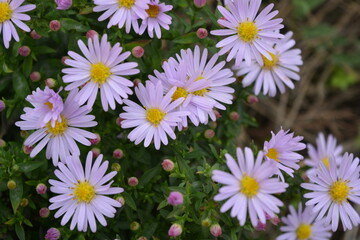 Soft purple and pink blooms September, Asters, New York aster, Symphyotrichum novi-belgii. Flowers background, many identical ones, grows on a bush with small green leaves in an outdoor garden.