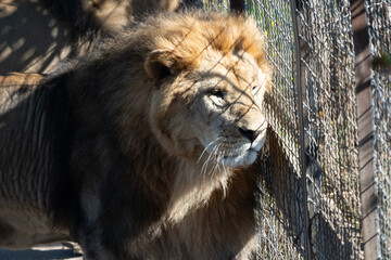 Lion Enclosure Zoo Animal - A majestic lion stares through the fence of its enclosure at a zoo.