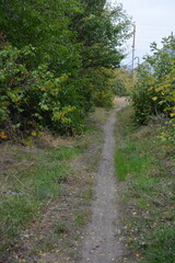 Wonderful walk along well-trodden sandy road past golden, yellow tall grass, dried flowers, tall old deciduous trees, bushes with yellow, orange, green leaves against of white-gray cloudy sky.