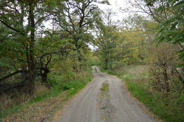Wonderful walk along well-trodden sandy road past golden, yellow tall grass, dried flowers, tall old deciduous trees, bushes with yellow, orange, green leaves against of white-gray cloudy sky.