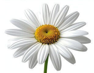 Fototapeta premium Close-up white daisy