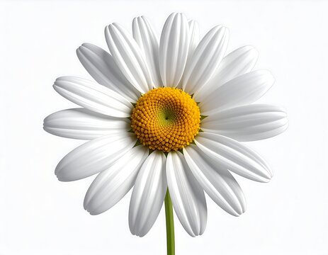 Close-up white daisy (1) - Powered by Adobe