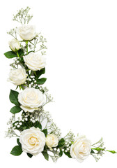 Delicate white roses and gypsophila with green leaves, elegantly arranged as a corner composition against a transparent studio background, concept of purity and elegance © Thomas